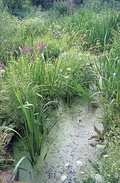 Foto:: Reisen / Litauen / Sommer 2007 (Foto,Fotos,Bilder,Bild,)