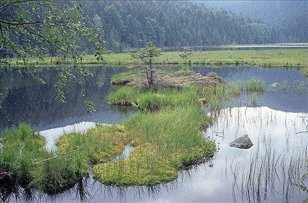Foto:: Reisen / Bayerischer Wald / Sommer 2007 (Foto,Fotos,Bilder,Bild,)