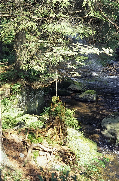 Foto:: Reisen / Bayerischer Wald / Sommer 2007 (Foto,Fotos,Bilder,Bild,)