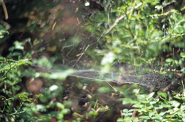 Foto:: Reisen / Bayerischer Wald / Sommer 2007 (Foto,Fotos,Bilder,Bild,)