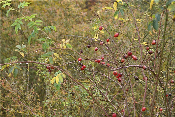 Foto:: Reisen / Oesterreich + Bayern / Herbst 2007 (Foto,Fotos,Bilder,Bild,)