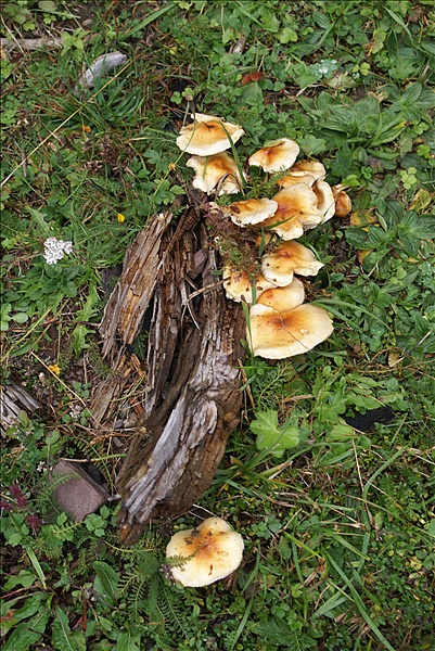 Foto:: Reisen / Oesterreich + Bayern / Herbst 2007 (Foto,Fotos,Bilder,Bild,)