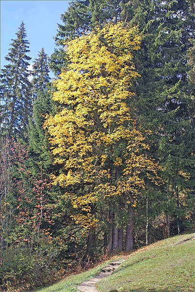 Foto:: Reisen / Oesterreich + Bayern / Herbst 2007 (Foto,Fotos,Bilder,Bild,)