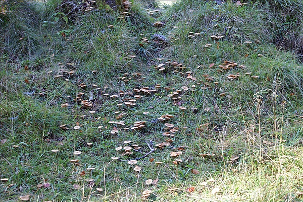 Foto:: Reisen / Oesterreich + Bayern / Herbst 2007 (Foto,Fotos,Bilder,Bild,)