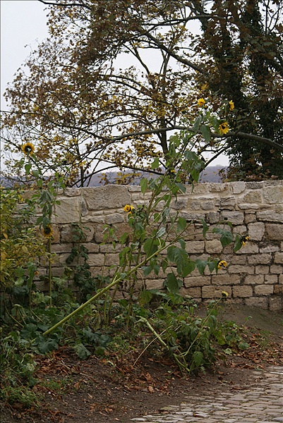 Foto:: Herbstwochenende Trostadt 01.11.2007 bis 04.11.2007 (Foto,Fotos,Bilder,Bild,)