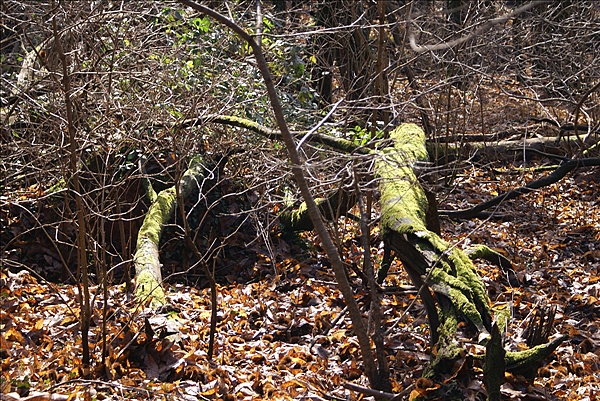 Foto:: 08.12.2007 + 09.12.2007 Pfalz / Palatinate + Wissembourg / Weissenburg (Foto,Fotos,Bilder,Bild,)