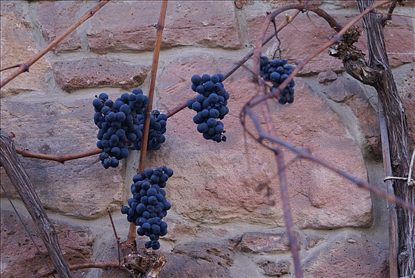 Foto:: 08.12.2007 + 09.12.2007 Pfalz / Palatinate + Wissembourg / Weissenburg (Foto,Fotos,Bilder,Bild,)