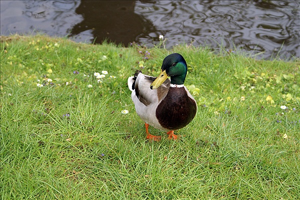 Foto:: Giethoorn / 03.05.2008 (Foto,Fotos,Bilder,Bild,)