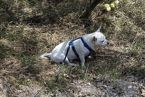 Foto:: Fruehlingsurlaub Kaernten 2008 / Spring vacation Carinthia 2008 (Foto,Fotos,Bilder,Bild,)