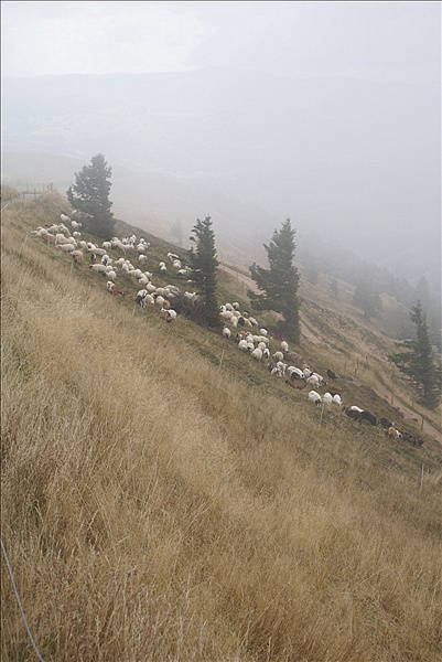 Foto:: Herbsturlaub Schwarzwald / Black Forrest + Elsass / Alsace 21.09.2008 - 26.09.2008 (Foto,Fotos,Bilder,Bild,)