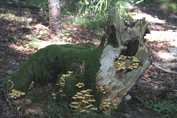 Foto:: Herbsturlaub Schwarzwald / Black Forrest + Elsass / Alsace 21.09.2008 - 26.09.2008 (Foto,Fotos,Bilder,Bild,)