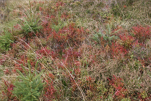 Foto:: Herbsturlaub Schwarzwald / Black Forrest + Elsass / Alsace 21.09.2008 - 26.09.2008 (Foto,Fotos,Bilder,Bild,)