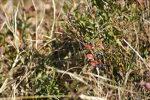 Foto:: Herbsturlaub Schwarzwald / Black Forrest + Elsass / Alsace 21.09.2008 - 26.09.2008 (Foto,Fotos,Bilder,Bild,)