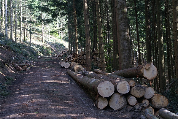 Foto:: Herbsturlaub Schwarzwald / Black Forrest + Elsass / Alsace 21.09.2008 - 26.09.2008 (Foto,Fotos,Bilder,Bild,)