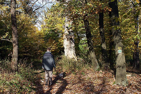 Foto:: Eisenach / 18.10.2008 (Foto,Fotos,Bilder,Bild,)