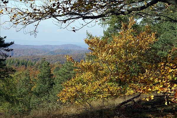 Foto:: Eisenach / 18.10.2008 (Foto,Fotos,Bilder,Bild,)