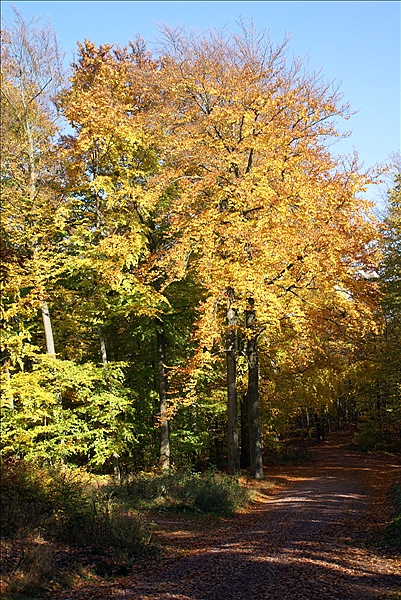 Foto:: Eisenach / 18.10.2008 (Foto,Fotos,Bilder,Bild,)