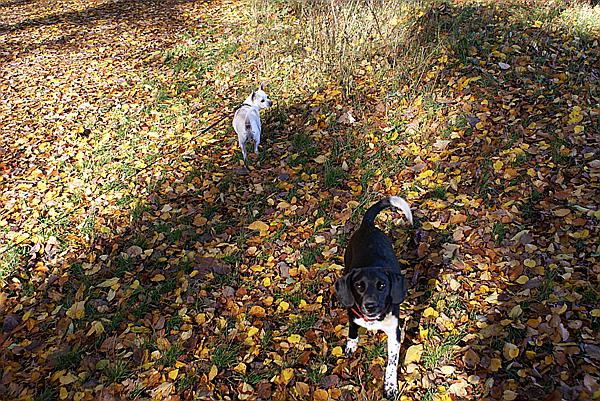 Foto:: Eisenach / 18.10.2008 (Foto,Fotos,Bilder,Bild,)