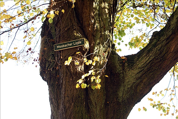 Foto:: Eisenach / 18.10.2008 (Foto,Fotos,Bilder,Bild,)