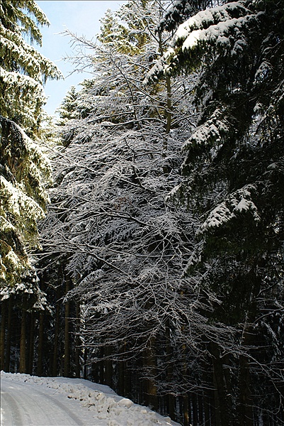 Foto:: Rundgang / Sachsengrund / 26.12.2008 (Foto,Fotos,Bilder,Bild,)