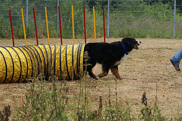 Foto:: Tag der Offenen Tuer im Tierheim Schwerte / 20.06.2009 (Foto,Fotos,Bilder,Bild,)