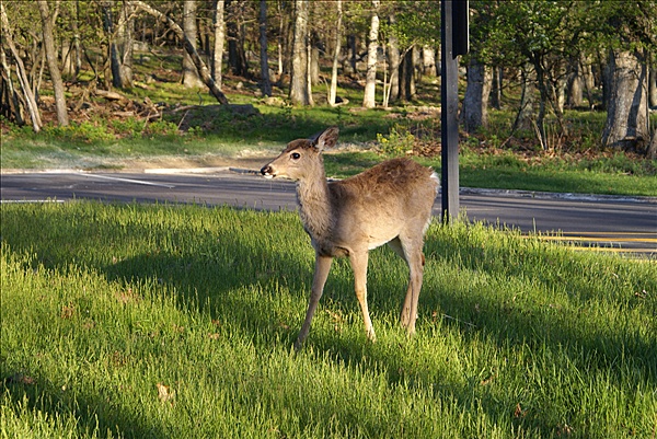 Foto:: Shenandoah National Park / Luray, VA / 05.05.2010 (Foto,Fotos,Bilder,Bild,)