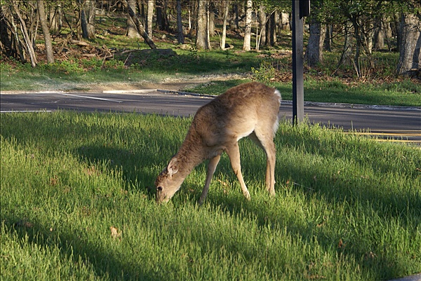 Foto:: Shenandoah National Park / Luray, VA / 05.05.2010 (Foto,Fotos,Bilder,Bild,)