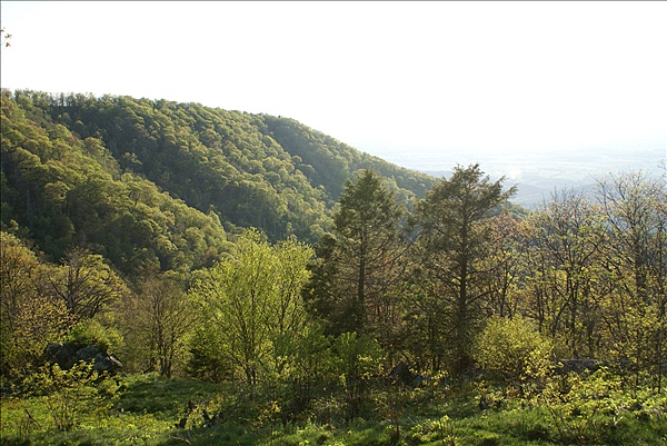 Foto:: Shenandoah National Park / Luray, VA / 05.05.2010 (Foto,Fotos,Bilder,Bild,)