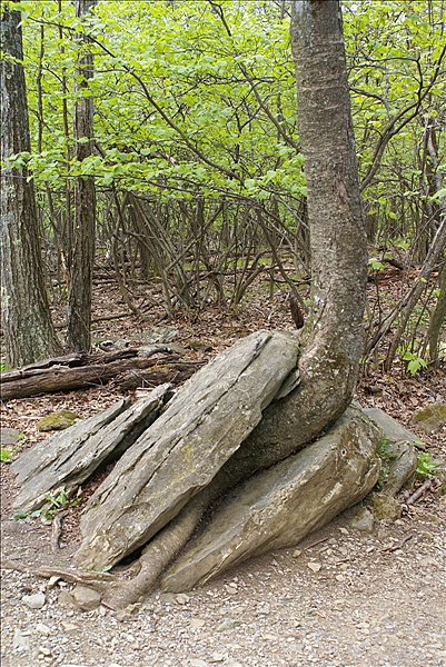 Foto:: Shenandoah National Park / Luray, VA / 06.05.2010 (Foto,Fotos,Bilder,Bild,)