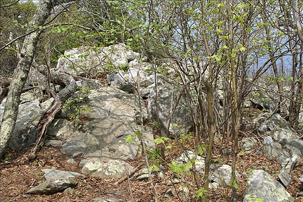 Foto:: Shenandoah National Park / Luray, VA / 06.05.2010 (Foto,Fotos,Bilder,Bild,)