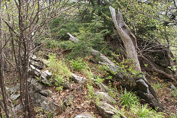 Foto:: Shenandoah National Park / Luray, VA / 06.05.2010 (Foto,Fotos,Bilder,Bild,)