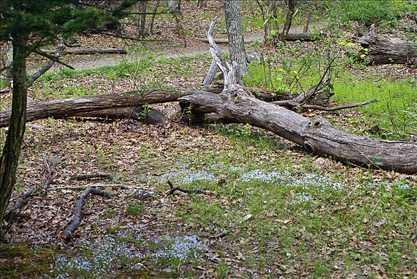 Foto:: Shenandoah National Park / Luray, VA / 06.05.2010 (Foto,Fotos,Bilder,Bild,)