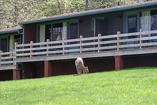 Foto:: Shenandoah National Park / Luray, VA / 06.05.2010 (Foto,Fotos,Bilder,Bild,)