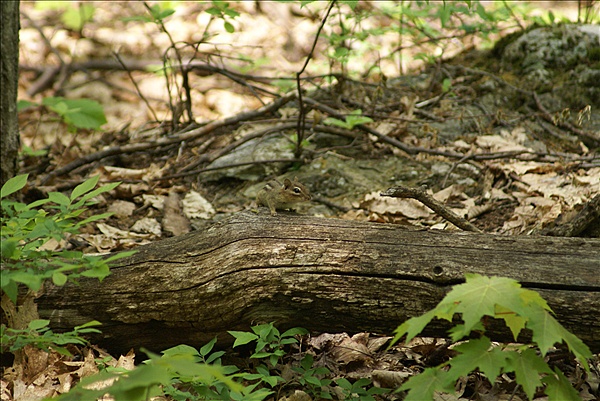 Foto:: Shenandoah National Park / Luray, VA / 06.05.2010 (Foto,Fotos,Bilder,Bild,)