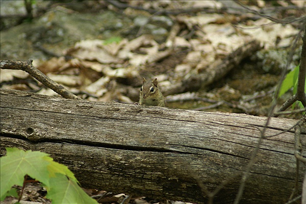 Foto:: Shenandoah National Park / Luray, VA / 06.05.2010 (Foto,Fotos,Bilder,Bild,)