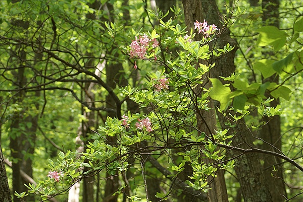Foto:: Shenandoah National Park / Luray, VA / 06.05.2010 (Foto,Fotos,Bilder,Bild,)