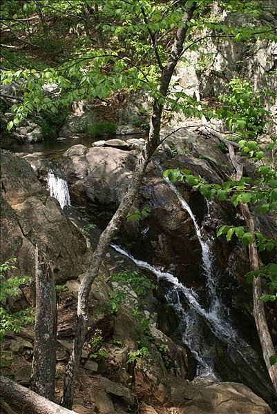 Foto:: Shenandoah National Park / Luray, VA / 06.05.2010 (Foto,Fotos,Bilder,Bild,)
