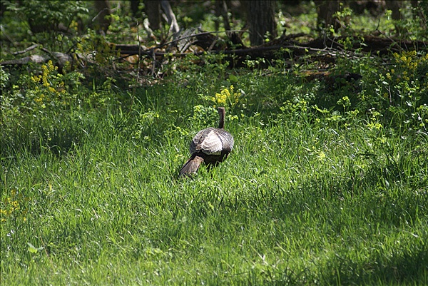 Foto:: Shenandoah National Park / Luray, VA / 07.05.2010 (Foto,Fotos,Bilder,Bild,)