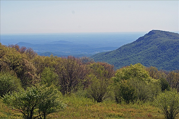 Foto:: Shenandoah National Park / Luray, VA / 07.05.2010 (Foto,Fotos,Bilder,Bild,)