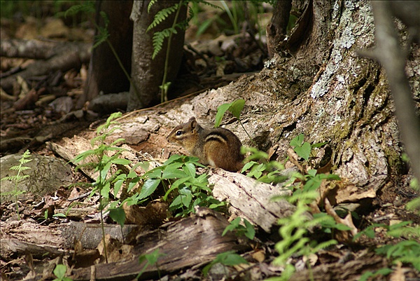 Foto:: Shenandoah National Park / Luray, VA / 07.05.2010 (Foto,Fotos,Bilder,Bild,)