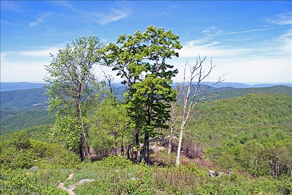 Foto:: Shenandoah National Park / Luray, VA / 07.05.2010 (Foto,Fotos,Bilder,Bild,)