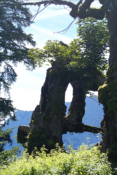 Foto:: Baum / Elmau / 15.09.2010 (Foto,Fotos,Bilder,Bild,)