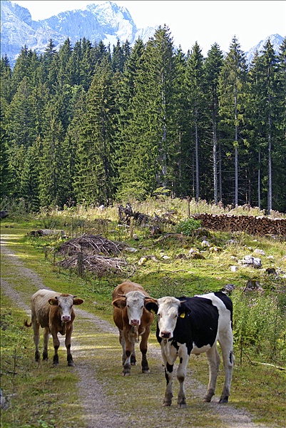 Foto:: Weidevieh / Elmau / 15.09.2010 (Foto,Fotos,Bilder,Bild,)