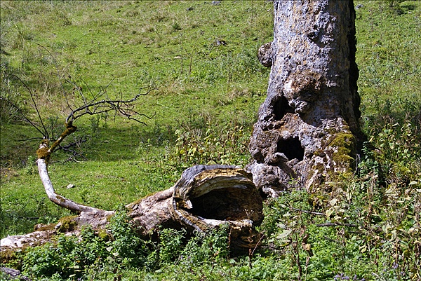 Foto:: Baum / Elmau / 15.09.2010 (Foto,Fotos,Bilder,Bild,)