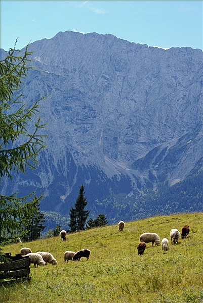 Foto:: Schafe / Elmau / 15.09.2010 (Foto,Fotos,Bilder,Bild,)