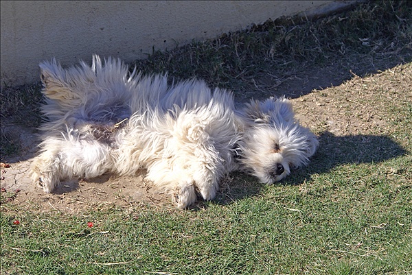 Foto:: 31.10. - 06.11.2010 Side, Tuerkei / Turkey (Foto,Fotos,Bilder,Bild,)