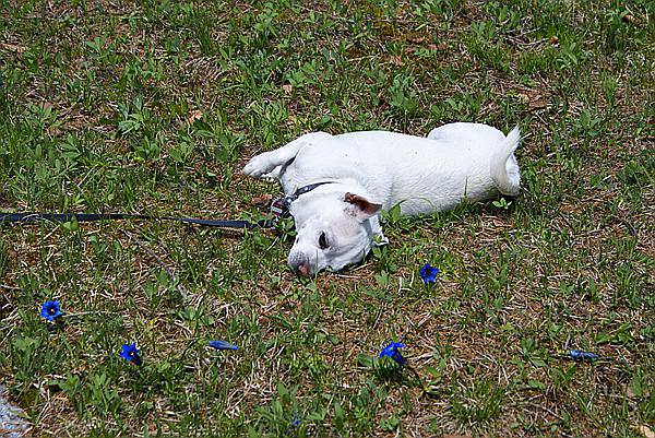 Foto:: Wildensee / Mittenwald / 14.05.2011 (Foto,Fotos,Bilder,Bild,)