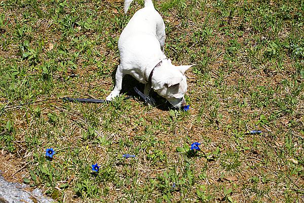 Foto:: Wildensee / Mittenwald / 14.05.2011 (Foto,Fotos,Bilder,Bild,)