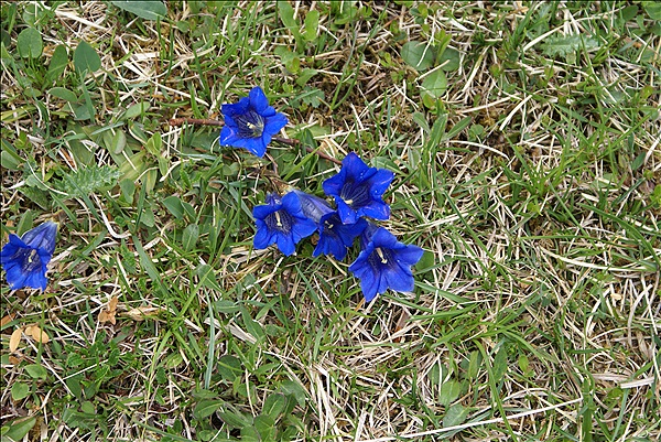 Foto:: Wildensee / Mittenwald / 14.05.2011 (Foto,Fotos,Bilder,Bild,)