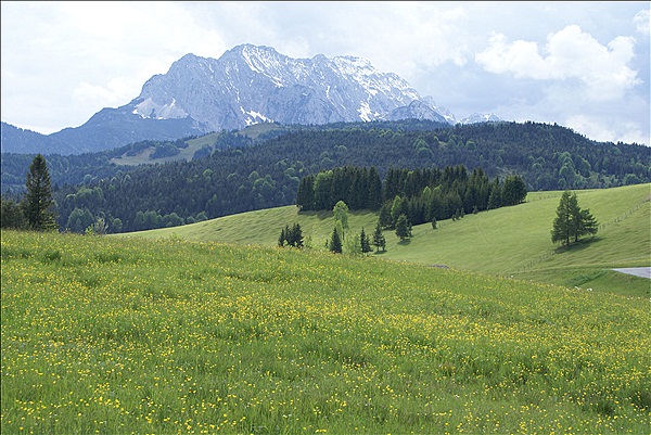 Foto:: Buckelwiesen / Mittenwald / 14.05.2011 (Foto,Fotos,Bilder,Bild,)